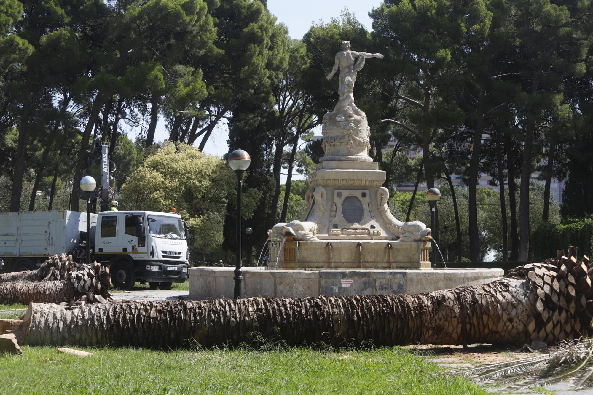 Adiós a 5 palmeras en el Parque Labordeta de Zaragoza