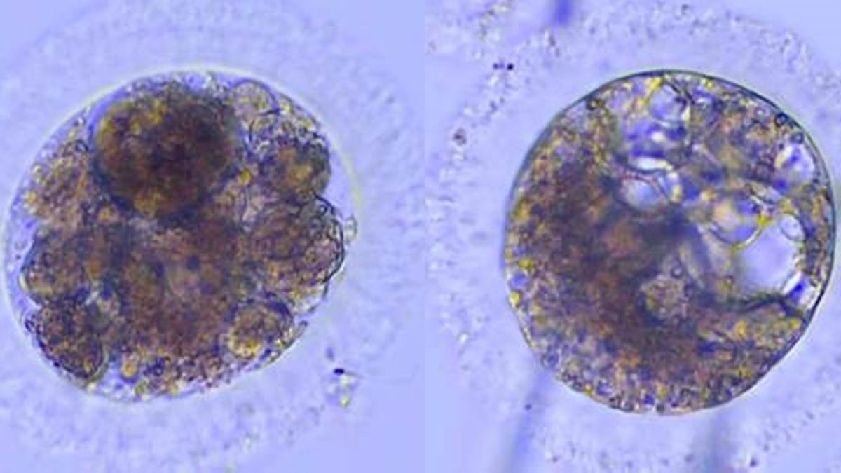 Descubren embriones de lince ibérico, un paso vital para su conservación.
