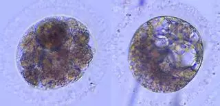 La ciencia logra crear embriones de lince ibérico a partir de hembras fallecidas