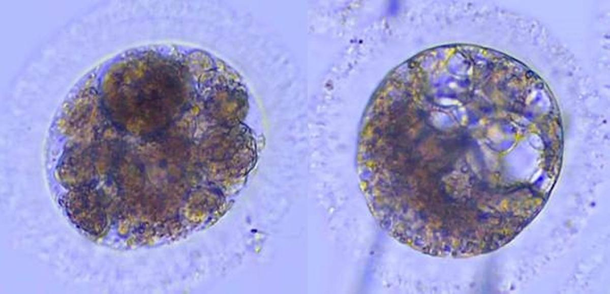 Embriones de lince ibérico.
