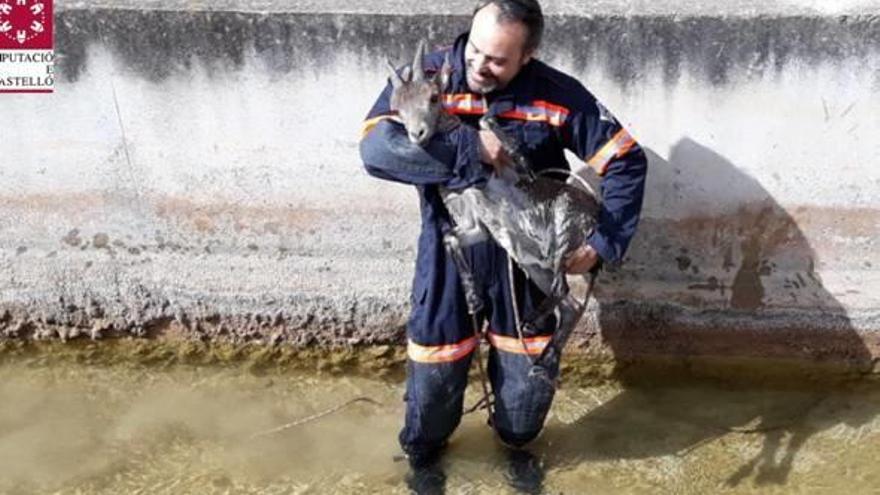 Rescate de una cabra montés