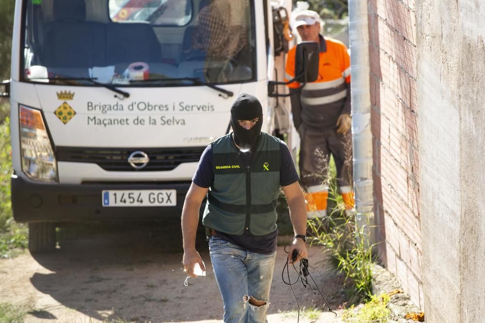 Dos detinguts i 1.500 plantes de marihuana descobertes en més escorcolls contra el clan de la Selva i el Gironès