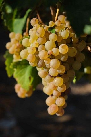 Vendimia en La Orotava, en los terrenos de bodega tajinaste