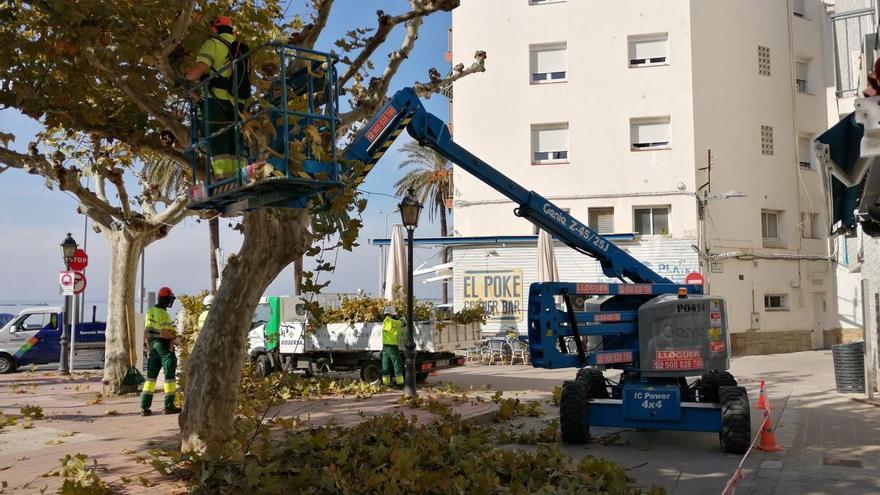 Roses inicia els treballs de poda d&#039;arbrat urbà