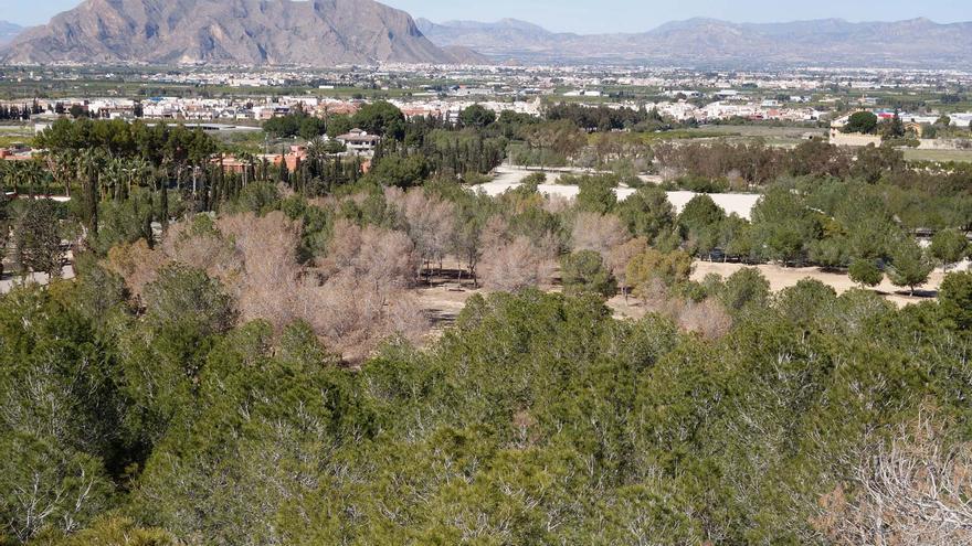 La sequía pone en alerta a la Vega Baja que teme la reaparición del destructivo escarabajo &quot;matapinos&quot;