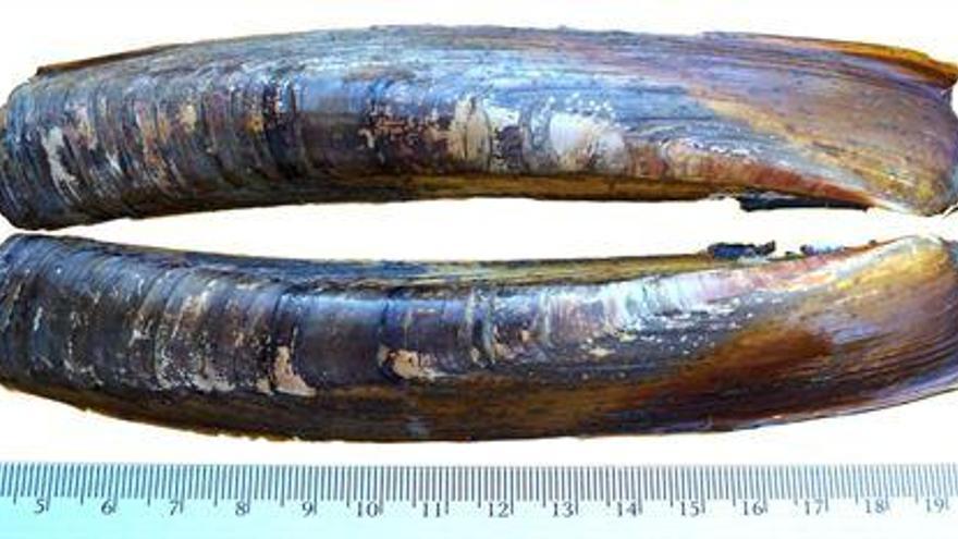 Nueva especie de navaja procedente de la Isla de Terranova que ha sido descubierta por un grupo de investigadores de la UDC.