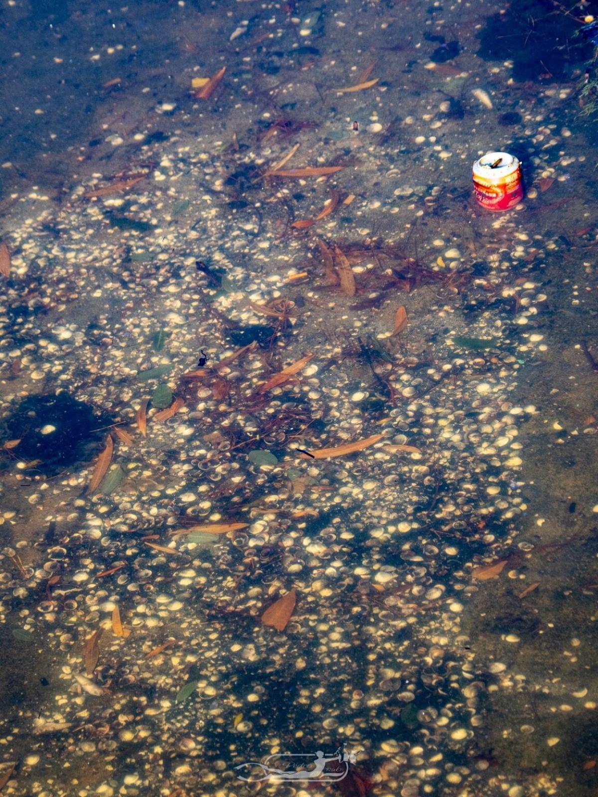 FOTOS | La mortandad de peces y fauna en el Riuet de s'Illot, en imágenes FOTOS | La mortandad de peces y fauna en el Riuet de s'Illot, en imágenes