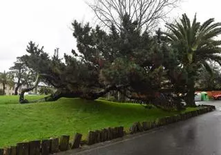 El temporal tumba cuatro árboles en el municipio de Oleiros