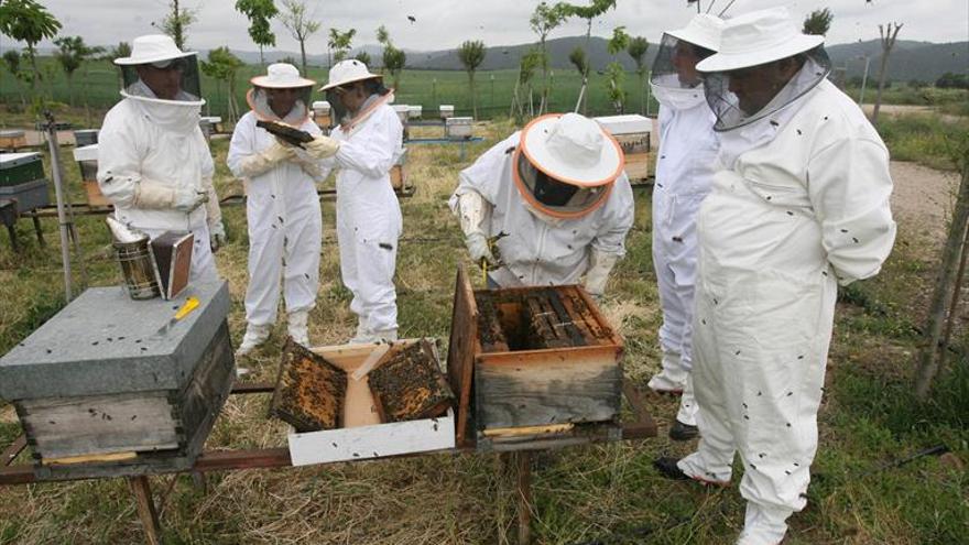 Los apicultores reclaman medidas ante el ataque de los abejarucos