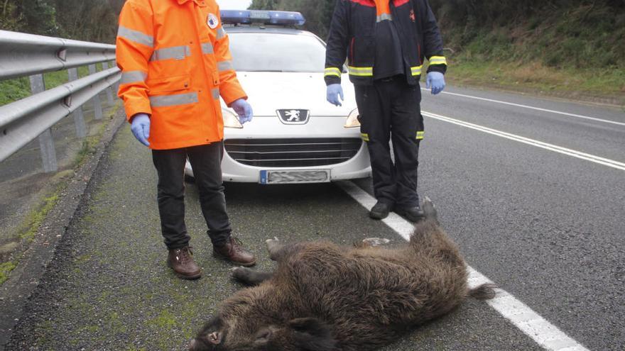 El animal que provocó el accidente en el Corredor // S.A.