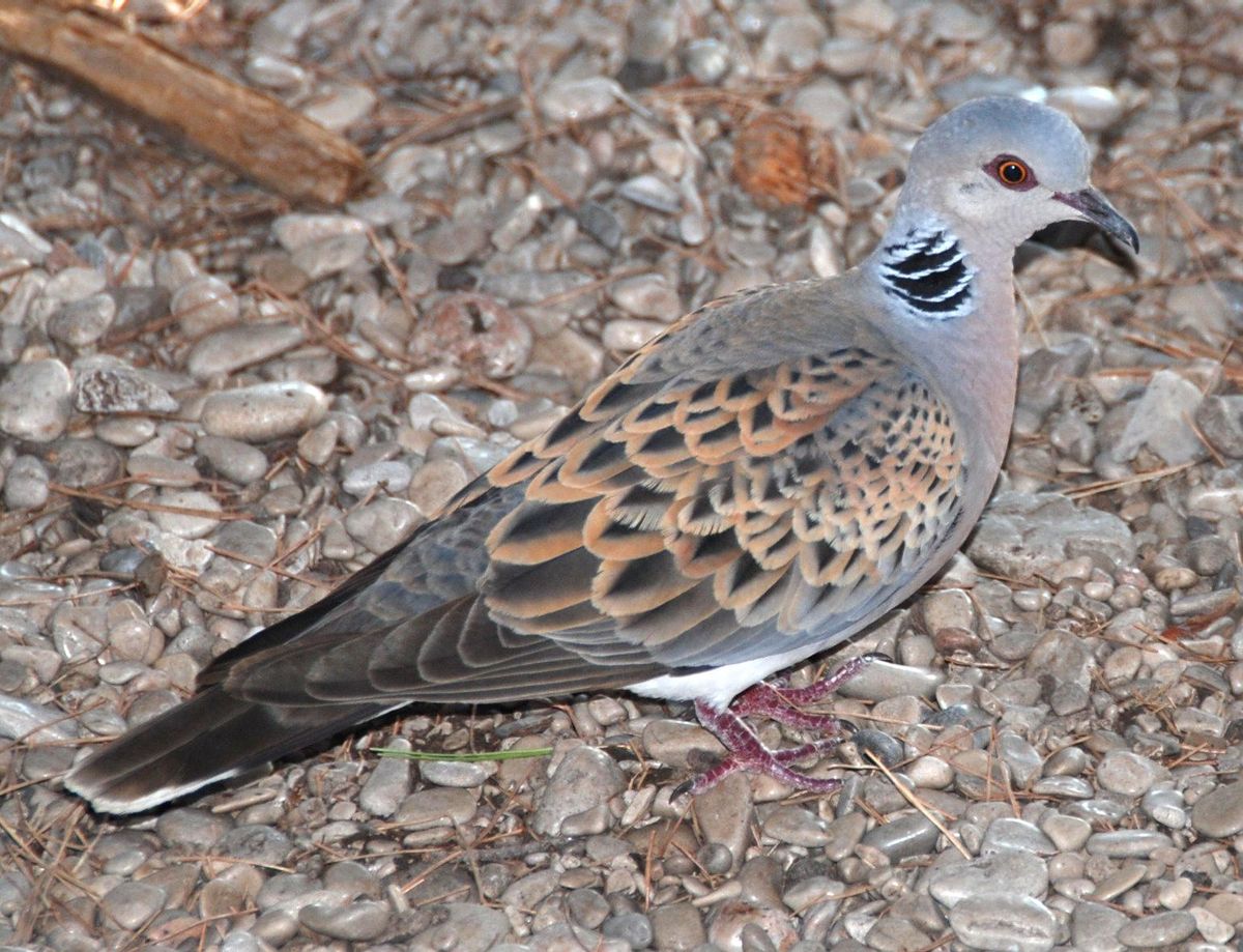 Tortola europea.