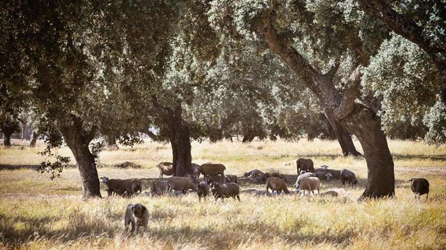 La Junta destina 30,5 millones a renovar el arbolado de la dehesa