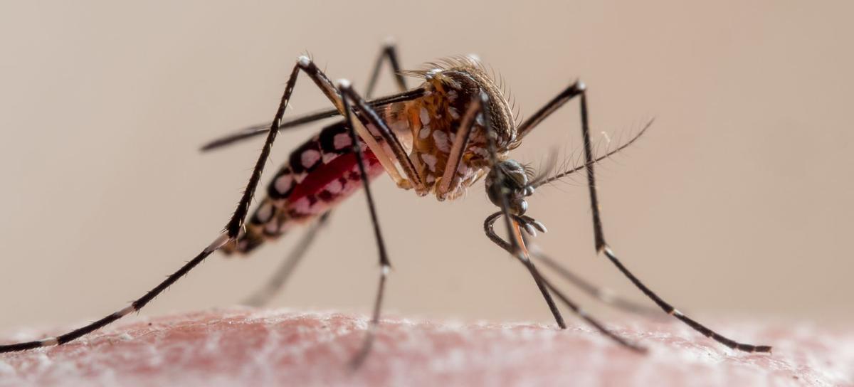 Los mosquitos son transmisores de enfermedades