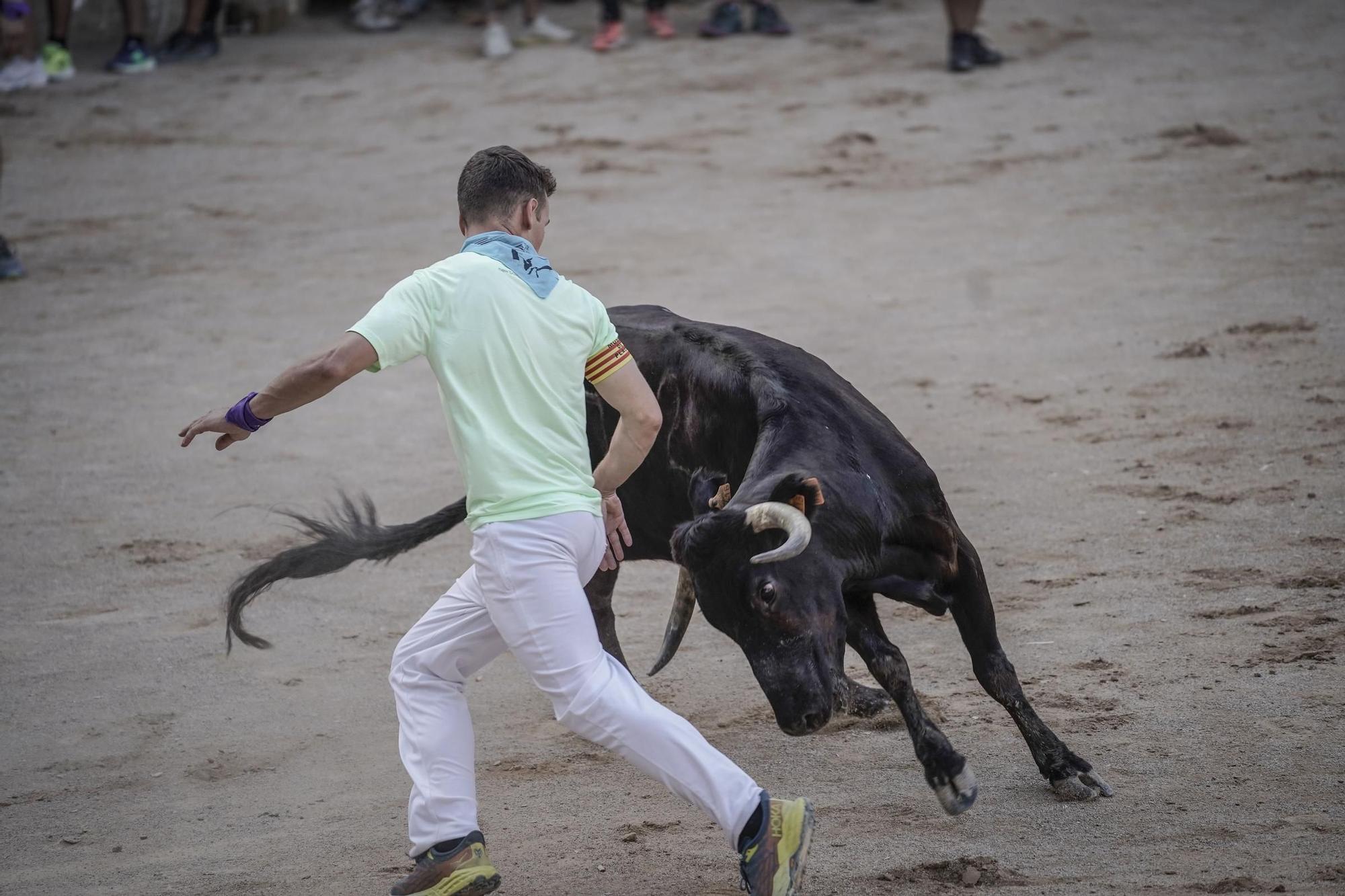 Correde bou de Cardona: imatges de la segona jornada