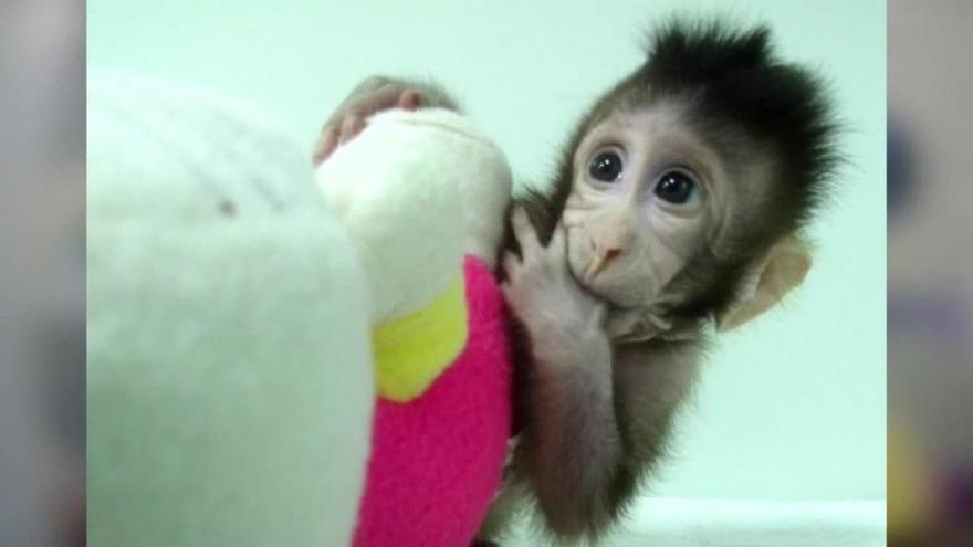 PETA: &quot;La clonación de macacos es un espectáculo de terror&quot;