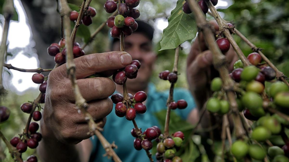 AGRICULTURA CAMBIO CLIMÁTICO | El café, el chocolate y el vino, en riesgo de desaparición por el cambio climático