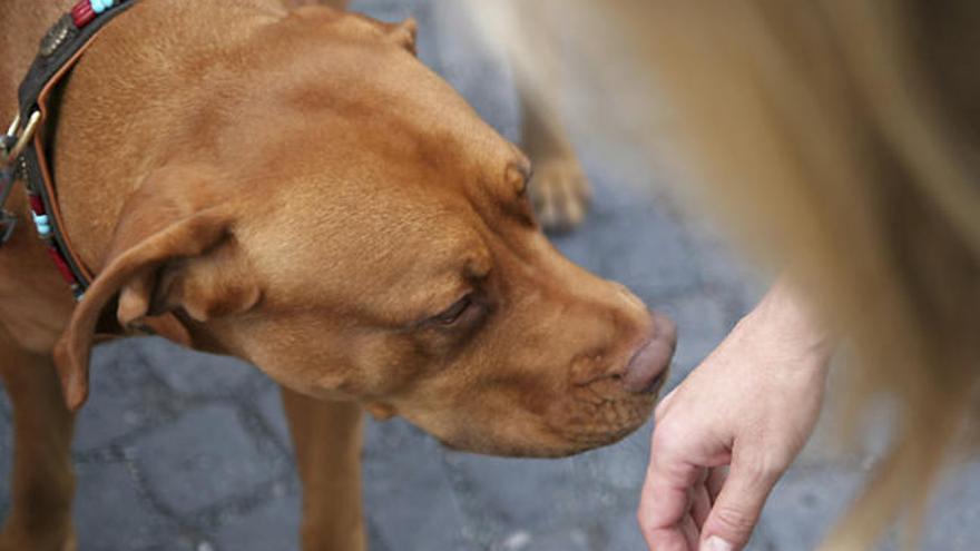 Los perros rechazan a los que son antipáticos con sus dueños