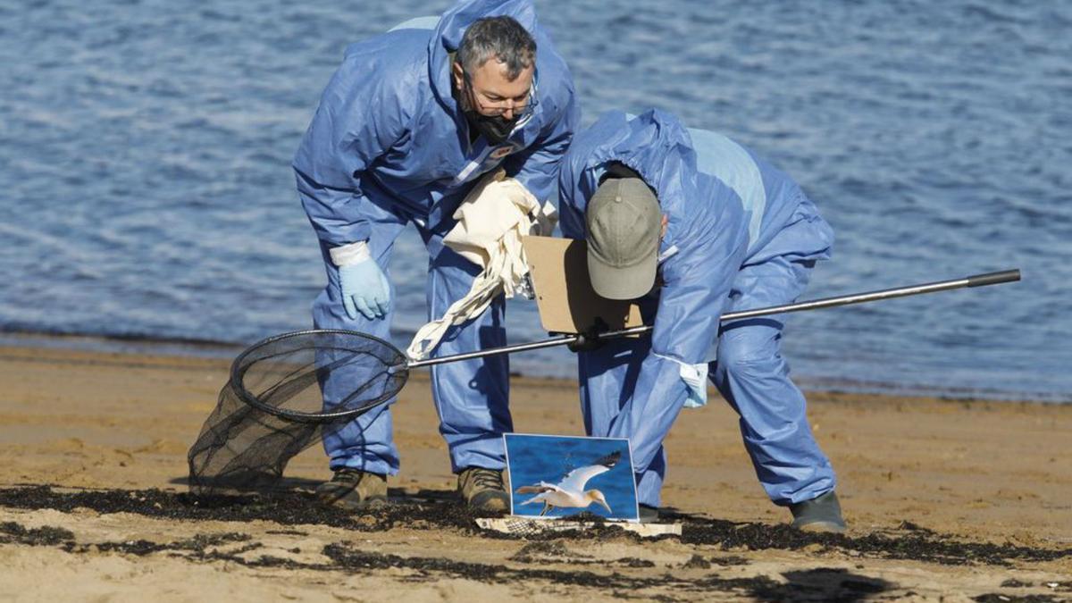 Simulacro de rescate de fauna marina en la playa del Arbeyal | MARCOS LEÓN