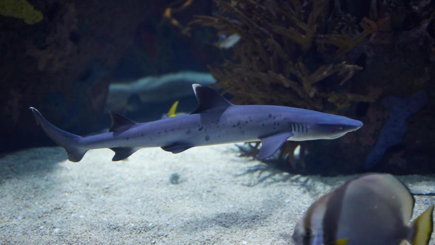 La UMU cede al Oceanogràfic de Valencia dos tiburones de puntas blancas