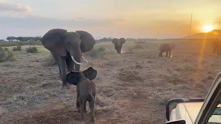 La conmovedora historia de la cría de elefante perdida que recuperó a su familia