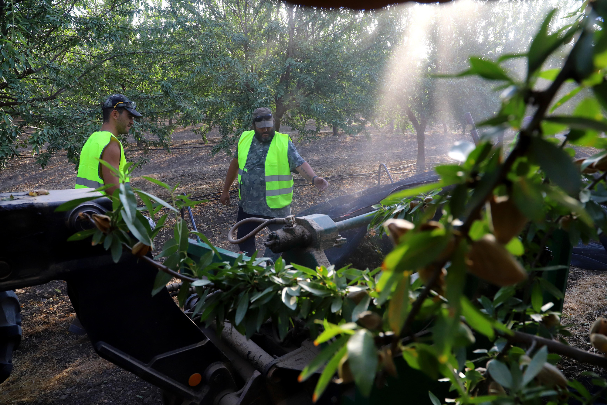 Comienza la recogida de la almendra en Córdoba