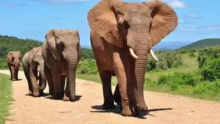 Zimbabue autoriza el sacrificio de 50 elefantes por superpoblación en una reserva natural