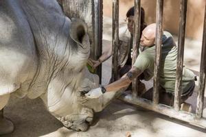 El rinoceronte Pedro, con dos técnicos del Zoo de Barcelona.