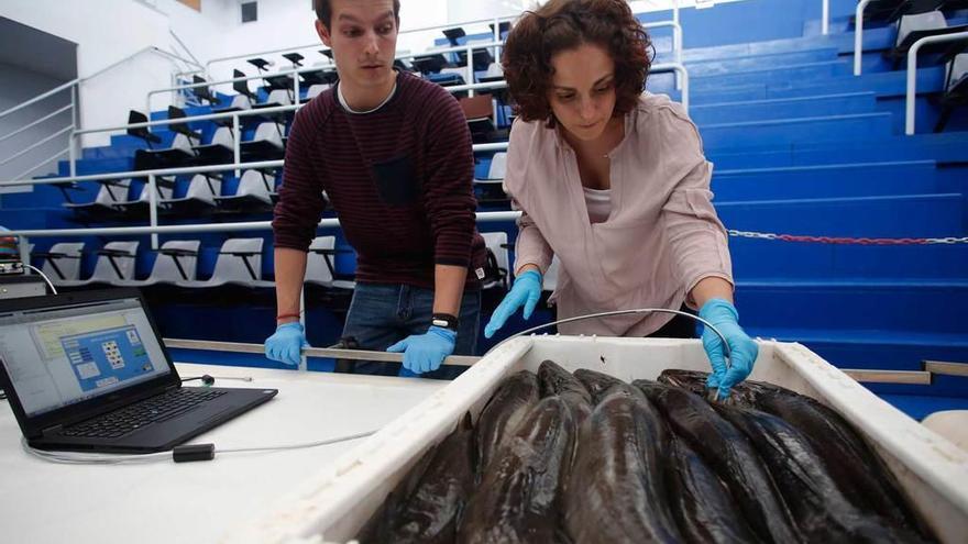 Ekaitz Martínez y Ángela Melado prueban el sistema de clasificación de pescado en un lote de merluza.