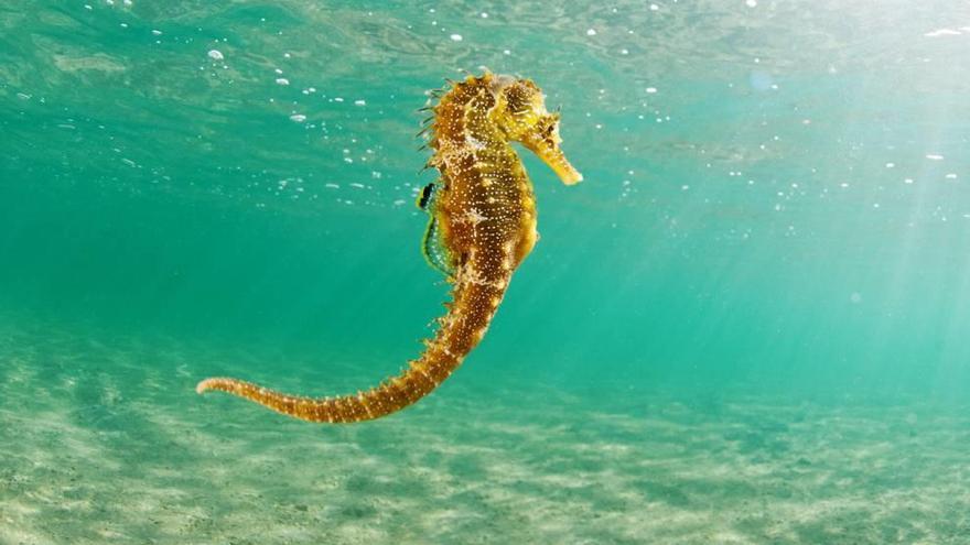 Un caballito de mar fotografiado en el Mar Menor.