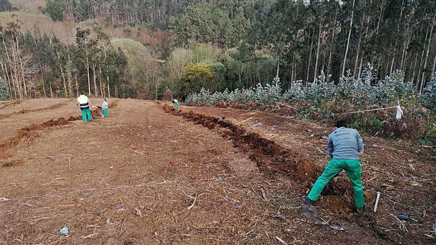 Labores de desbroce en Cerneda.  | // LA OPINIÓN