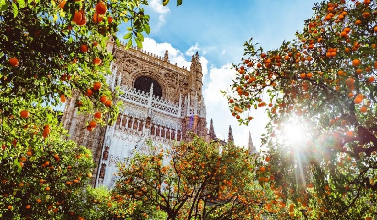 Miles de naranjos embellecen la ciudad de Sevilla