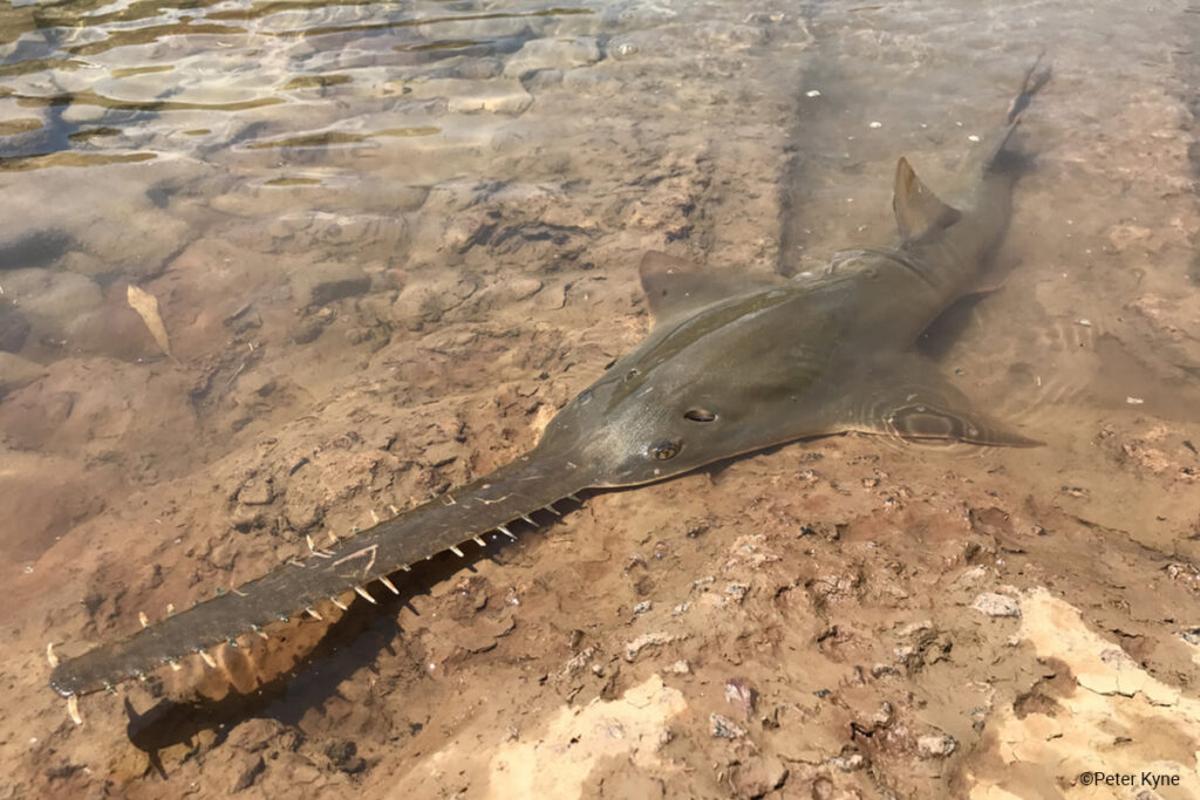 ¿Hacia la desaparición de los peces sierra?