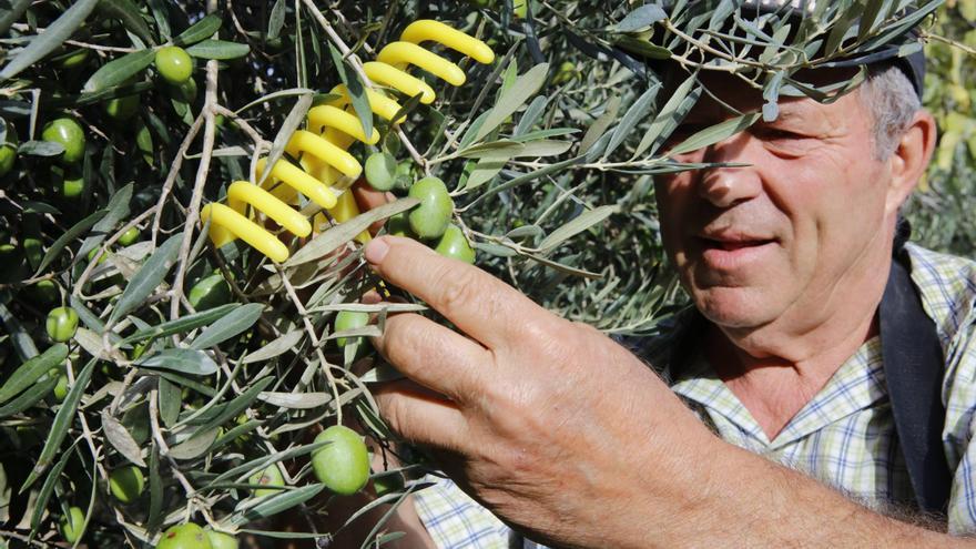 Auf Mallorca von Hand gepflückt: Wie ein Rentner bei Valldemossa ein einzigartiges Olivenöl produziert