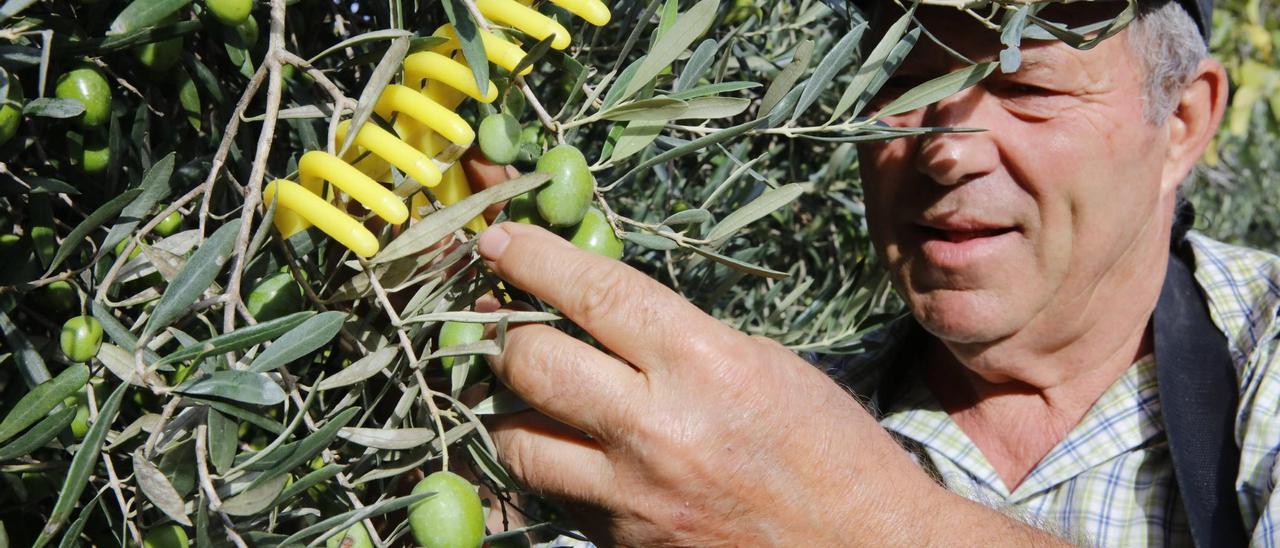 José Romero kämmt die Oliven vom Baum ab. Die maschinelle Ernte, sagt er, beschädige Früchte und Äste zu sehr.