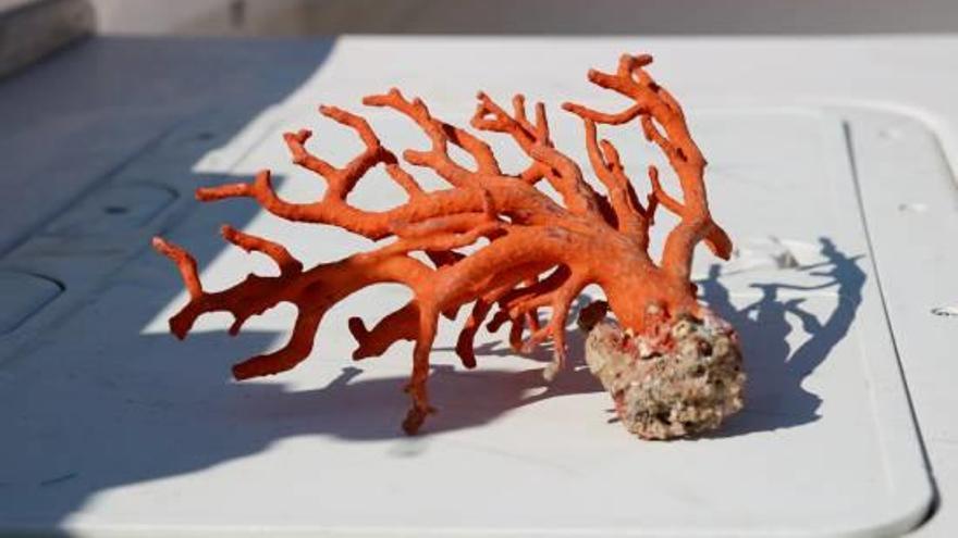 Una mostra de corall vermell pescat a la Costa Brava, en una imatge d&#039;arxiu.