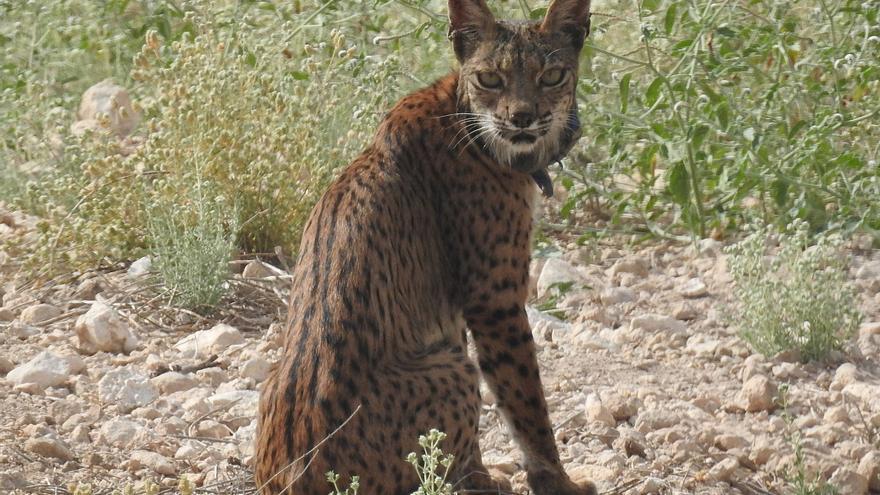 El lince ibérico 'Urtsu' en las Tierras Altas de Lorca