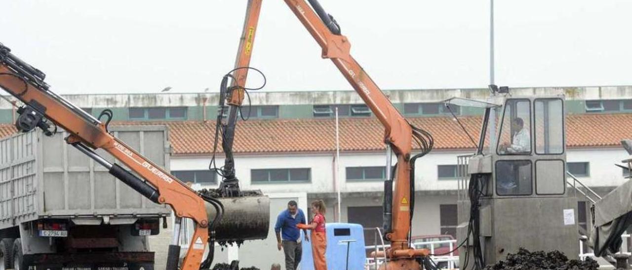 Descarga de mejillón en el muelle de Vilaxoán.