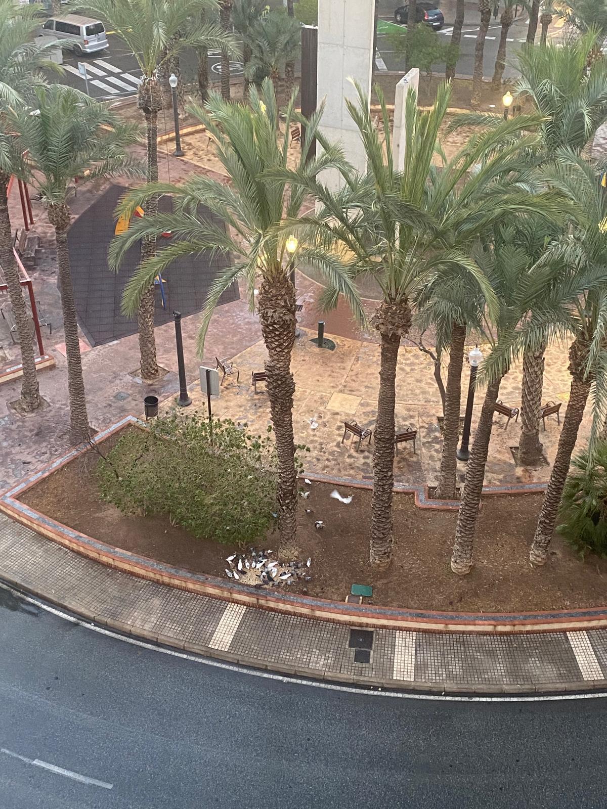Vista aérea de la plaza de Crevillente en Elche, con un grupo de palomas comiendo del alinento suministrado por vecinos