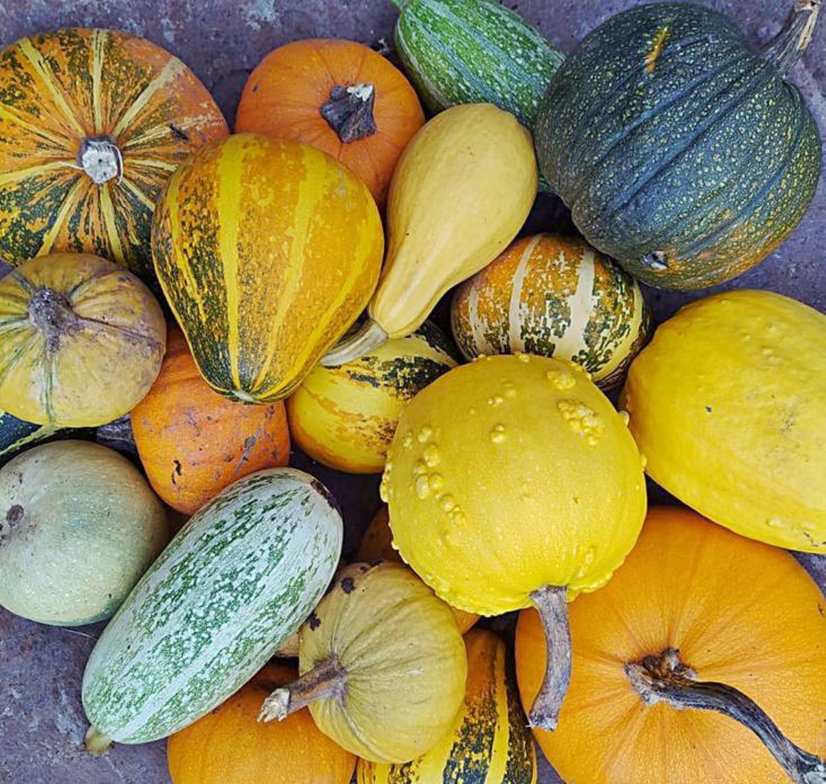 Con la pandemia, redujo una producción que suele situarse entre los 3.000 y 4.000 kilos de calabazas, de tallas y colores.