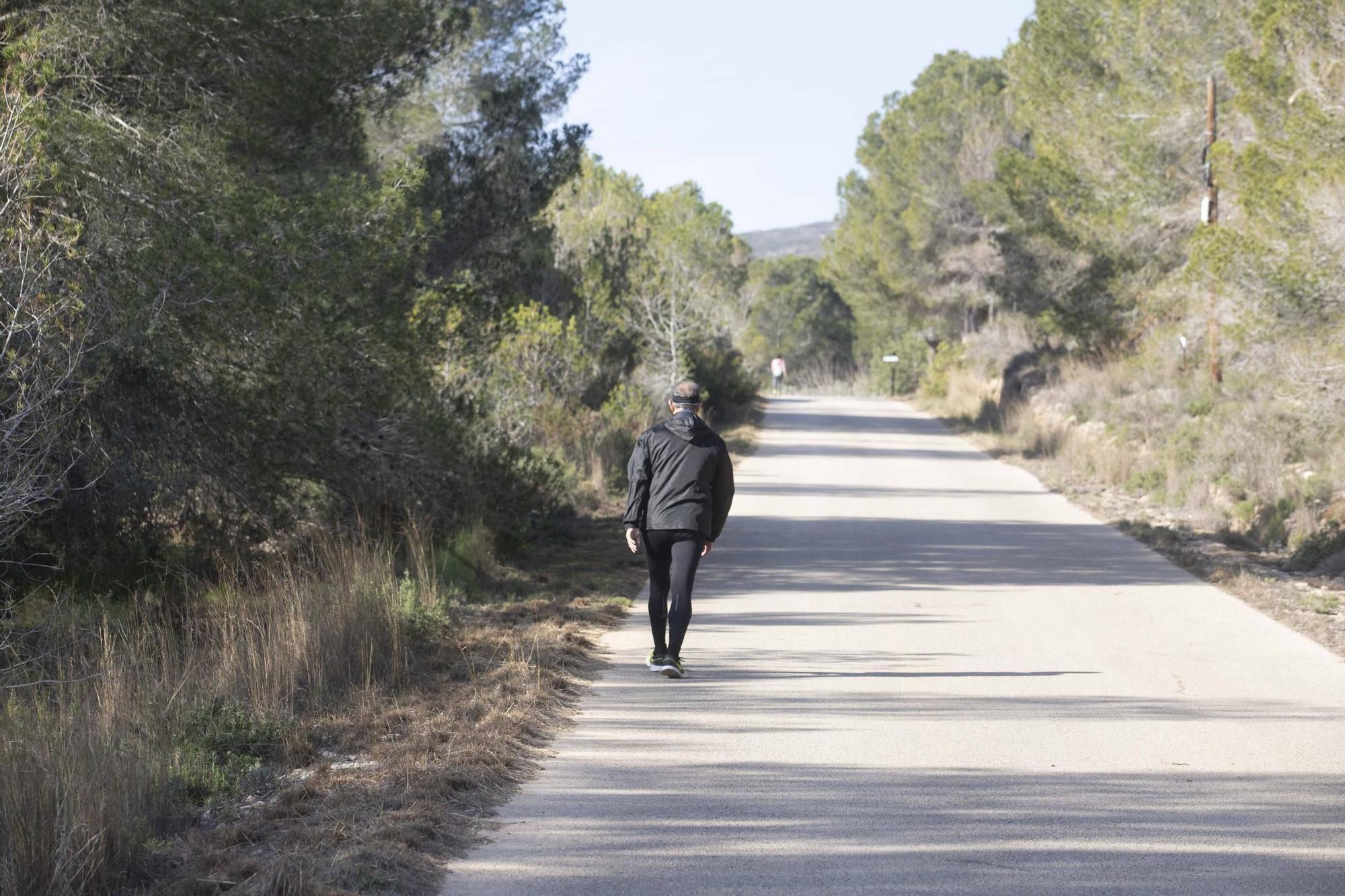 La procesionaria, una plaga que se expande en las zonas naturales