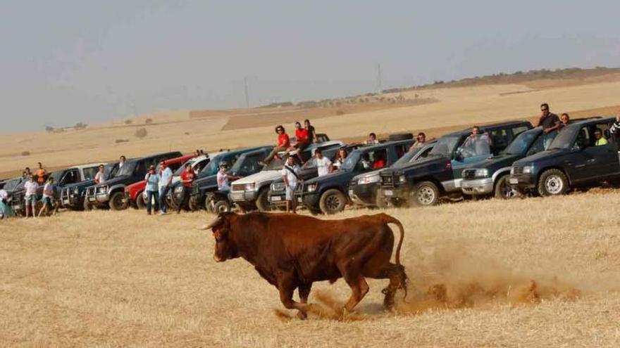 Uno de los astados, en el encierro campero de las Fiestas de San Roque de Villalpando del pasado año.