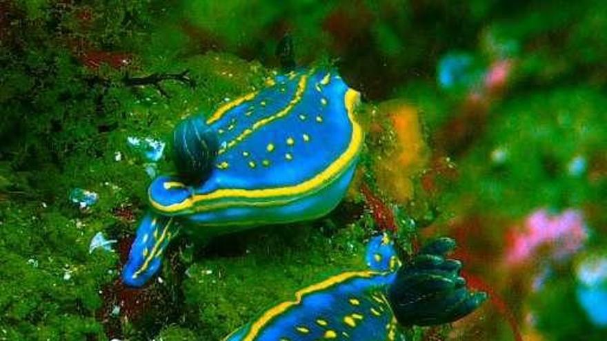 Unas rías para disfrutar del caballito de mar, las babosas fluorescentes...