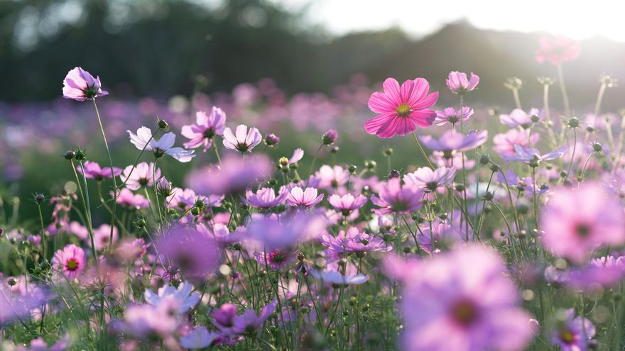 Desvelado el gran secreto de las flores: descubren cómo se forman sus estigmas