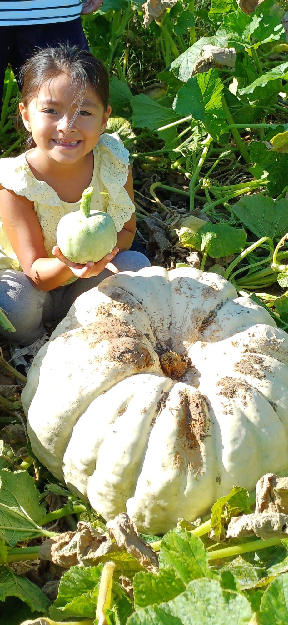 FOTOS | Muro recoge las calabazas sembradas en la finca experimental