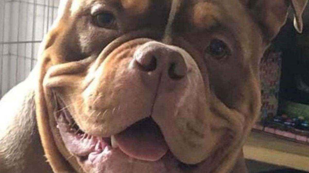 Dushka, el perro fallecido.