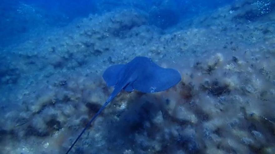 Liberan una raya en aguas de las Illes Columbretes