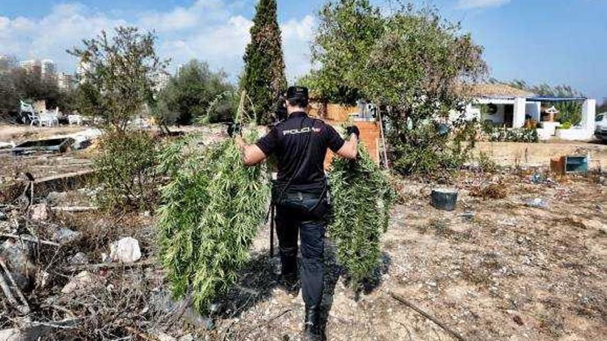 Tres detenidos y 19 plantas de marihuana incautadas