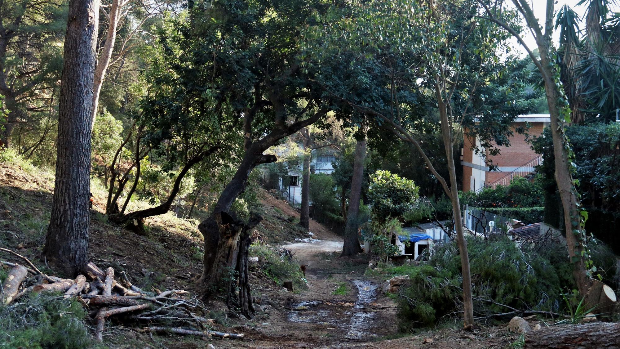 Bosque del barrio de Bellamar de Castelldefels donde se cortaron árboles.