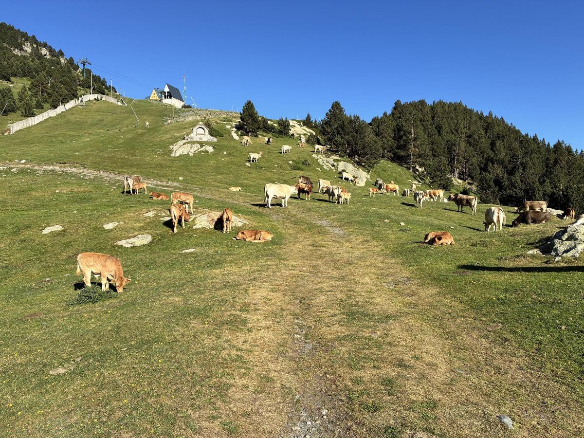 Vaques pasturant prop de l'alberg del Pic de l'Àliga.