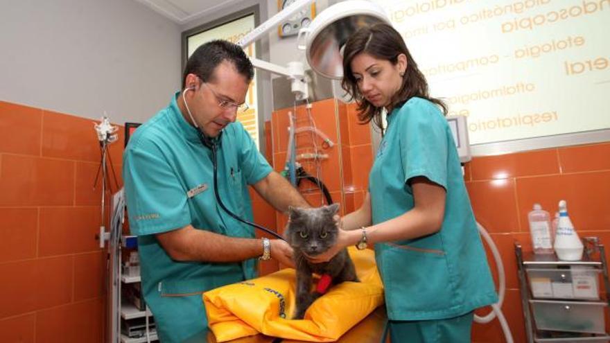 El director del hospital Veterinario de La Flota observa junto a otra veterinaria a un gato en la sala de quirófano